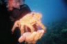 crab