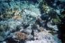 parrotfish