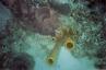 tube sponges